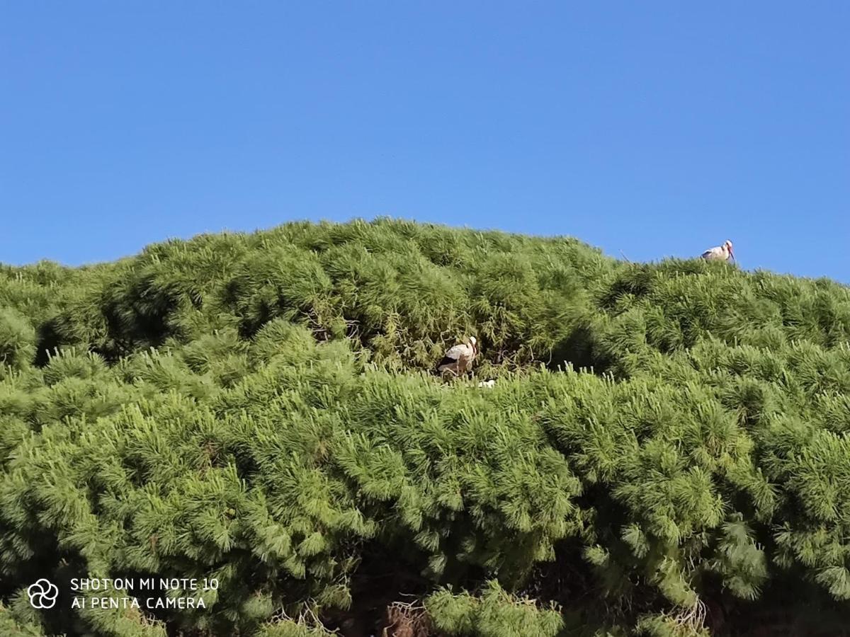 Pueblos Blancos Вьер де ла Фронтера Экстерьер фото